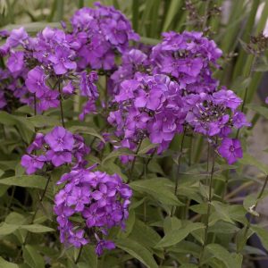 PHLOX PANICULATA `BLUE PARADISE`