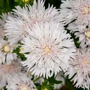 STOKESIA TOTALLY STOKEDT `WHITECAPS`
