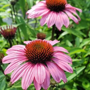 ECHINACEA SUNMAGIC `VINTAGE FUCHSIA`