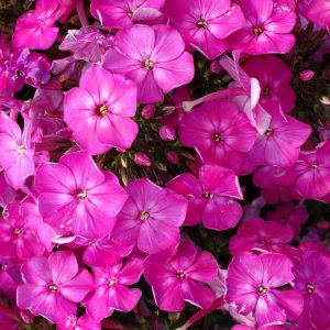 PHLOX `VOLCANO PINK W/ WHITE EYE`