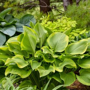 HOSTA SHADOWLAND `LONE STAR`
