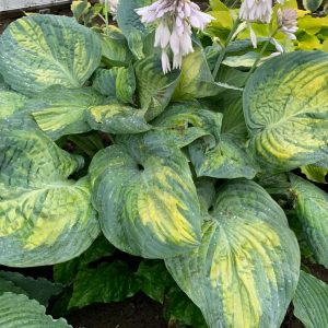 HOSTA SHADOWLAND `SOUND OF MUSIC`