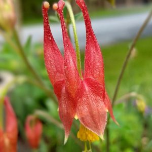 AQUILEGIA CANADENSIS