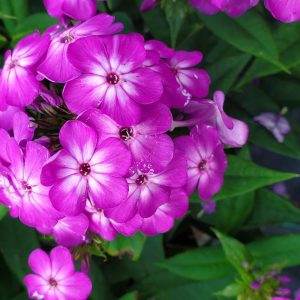 PHLOX `VOLCANO PURPLE W/ WHITE EYE`