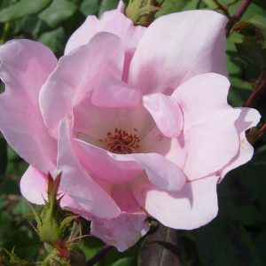 ROSE -SHRUB