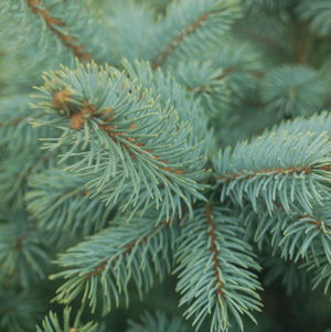 SHRUB -CONIFER,NDL