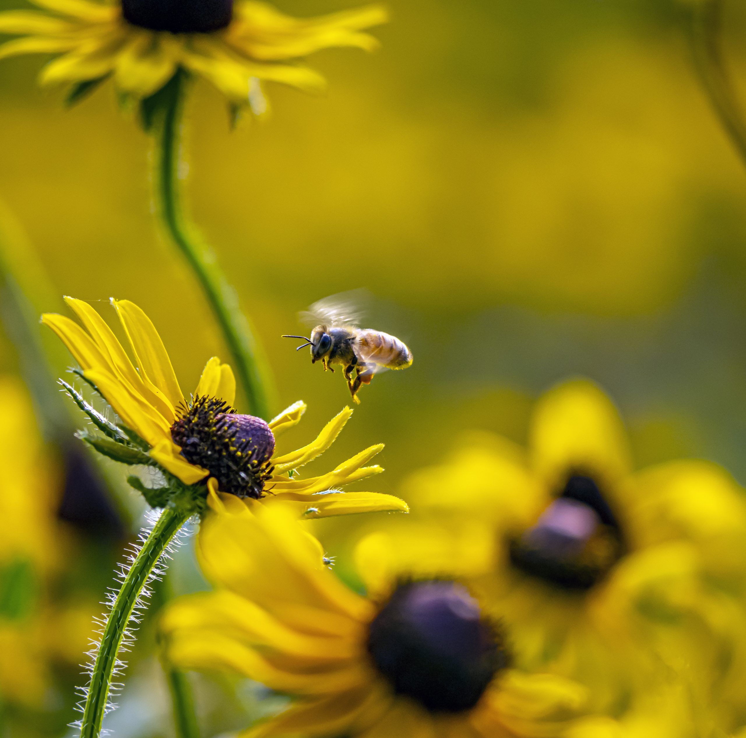 🌼 Create a Buzz: How to Build a Pollinator Paradise in Your Backyard ...
