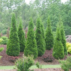 THUJA OCCIDENTALIS `NORTH POLE`