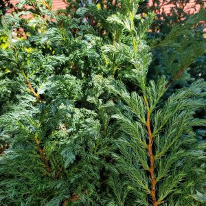 CHAMAECYPARIS PISIFERA `TRUE BLUE`