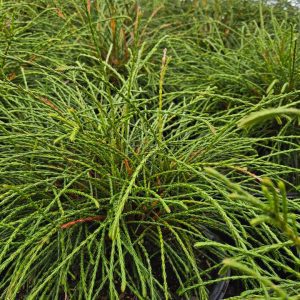 THUJA PLICATA `WHIPCORD`