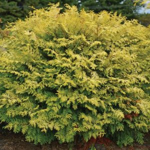 CHAMAECYPARIS OBTUSA `NIGHT LIGHT`